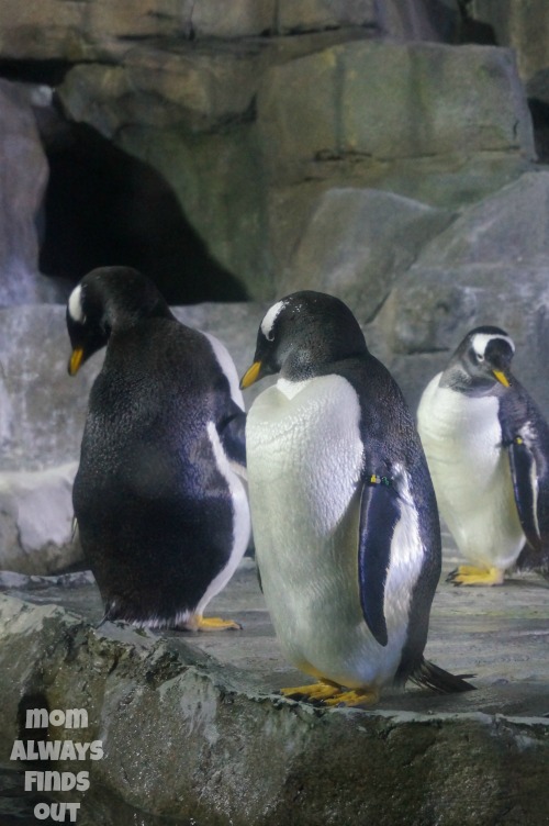 aquarium-penguins