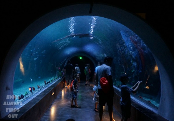 living-planet-aquarium-tunnel
