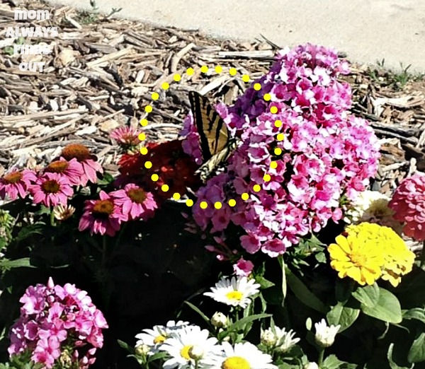 Butterfly Garden monarch-butterfly-on-flower