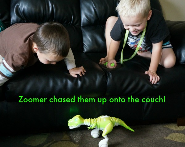 Zoomer plays