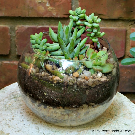 succulents in a glass bowl