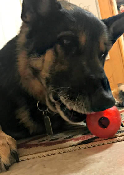 Dog Toys - Super Fun Ball