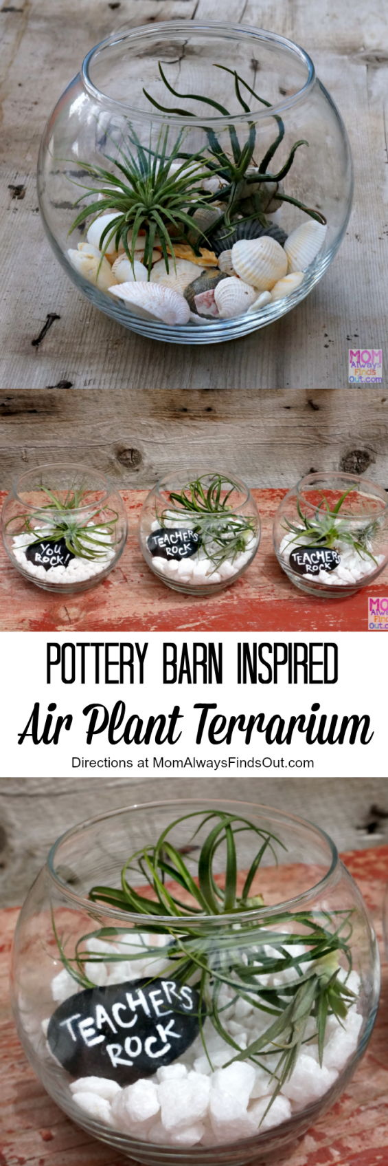 DIY Air Plant Terrarium Craft