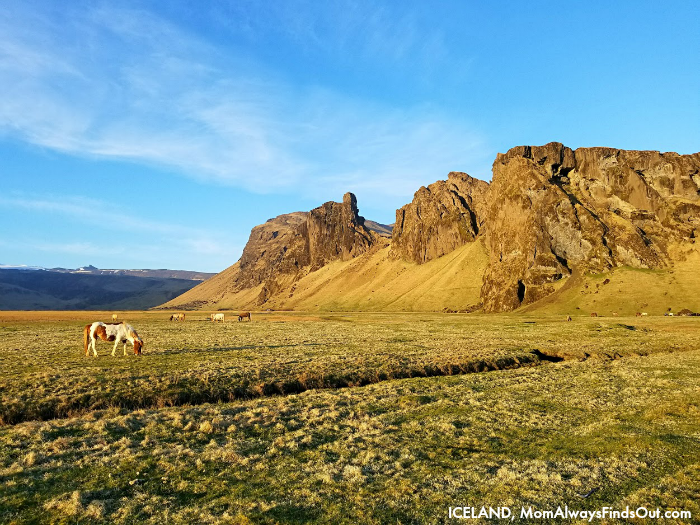 icelandic horses Iceland