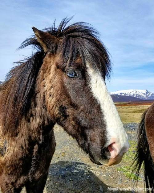 icelandic pony with blue eyes