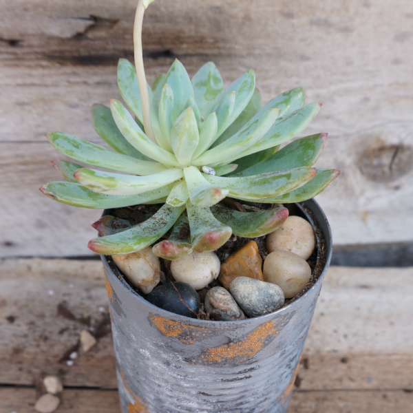 DIY Tin Can Planters For Succulents and Small Plants