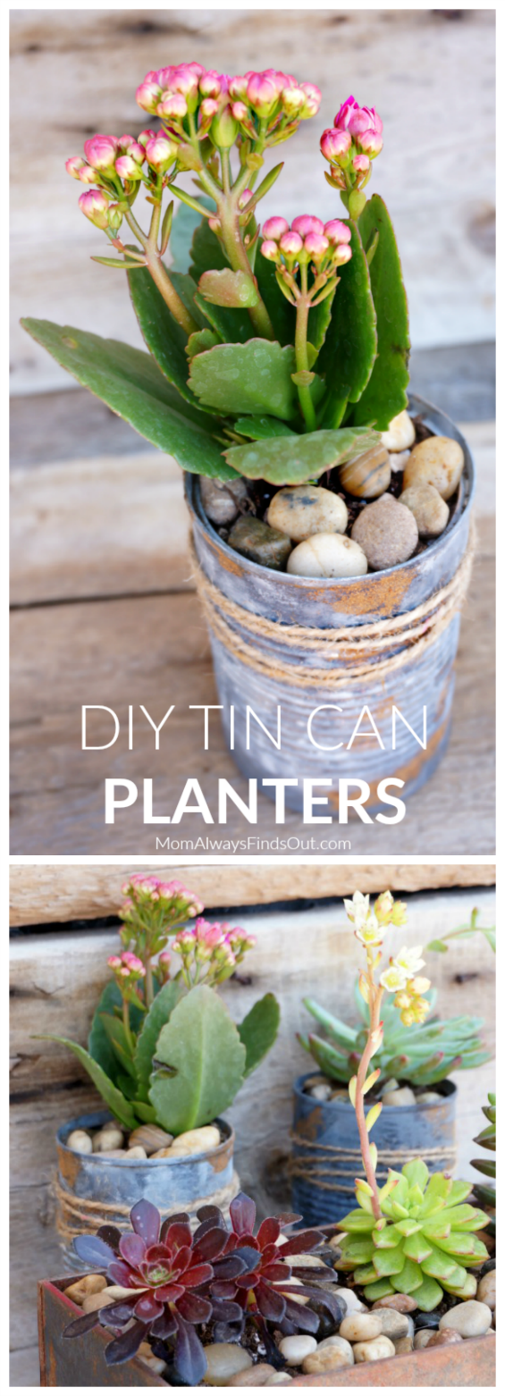 Tin Can Planters - Succulents Garden Ideas