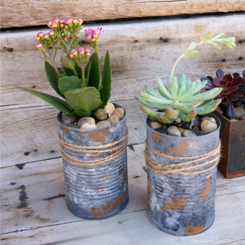 Tin Can Planters Succulents